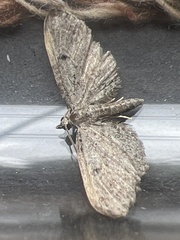 Eupithecia tenuiata