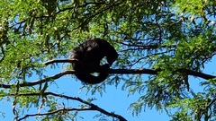 Arctictis binturong