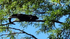 Arctictis binturong