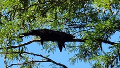 Arctictis binturong