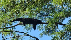 Arctictis binturong