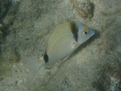 Diplodus vulgaris