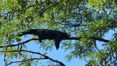 Arctictis binturong