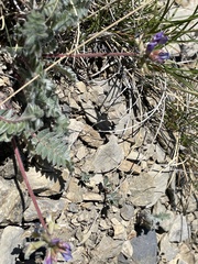 Oxytropis amethystea