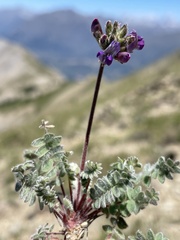 Oxytropis amethystea