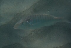 Lithognathus mormyrus