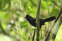 Pyriglena leucoptera