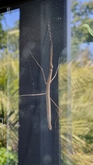 Medauroidea extradentata