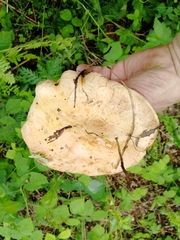 Paxillus