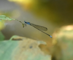 Archibasis oscillans