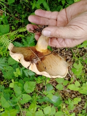Paxillus