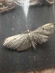 Eupithecia tenuiata