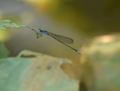 Archibasis oscillans