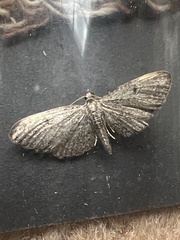 Eupithecia tenuiata