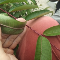 Zanthoxylum ailanthoides