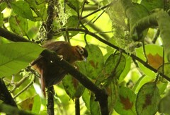 Philydor atricapillus