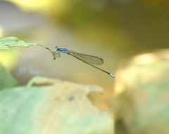 Archibasis oscillans