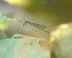 Archibasis oscillans