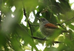 Dysithamnus xanthopterus