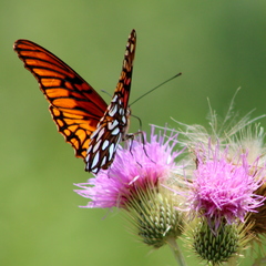 Cirsium rhaphilepis