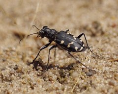 Cicindela soluta