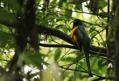 Trogon rufus chrysochloros