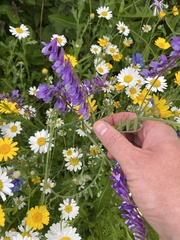 Vicia villosa villosa