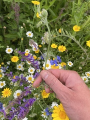 Vicia villosa villosa