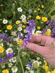Vicia villosa villosa