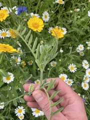 Vicia villosa villosa