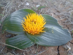 Daubenya capensis