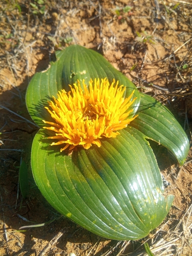 Image of Daubenya capensis by (c) bullwooding, some rights reserved (CC BY)