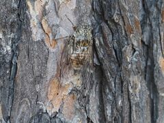 Cicada orni