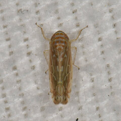 Paralimnus phragmitis