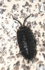Porcellio scaber
