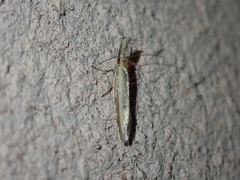Pleurota aristella