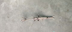 Toxoderini