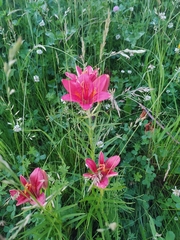 Lilium pensylvanicum