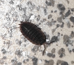 Porcellio scaber