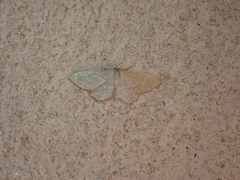 Idaea obsoletaria