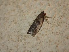 Pseudacrobasis tergestella