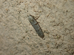 Symmocoides oxybiella