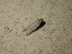 Symmocoides oxybiella