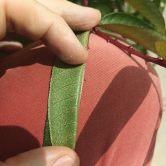 Zanthoxylum ailanthoides