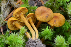 Calocybe naucoria