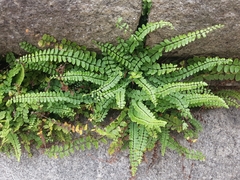 Asplenium trichomanes