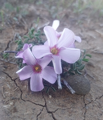Oxalis callosa
