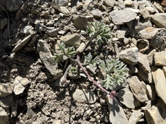 Ranunculus seguieri seguieri