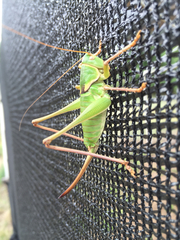 Pediodectes haldemanii