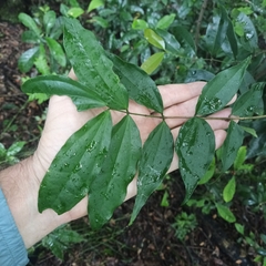 Strychnos cathayensis